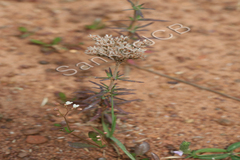 Polycarpaea corymbosa